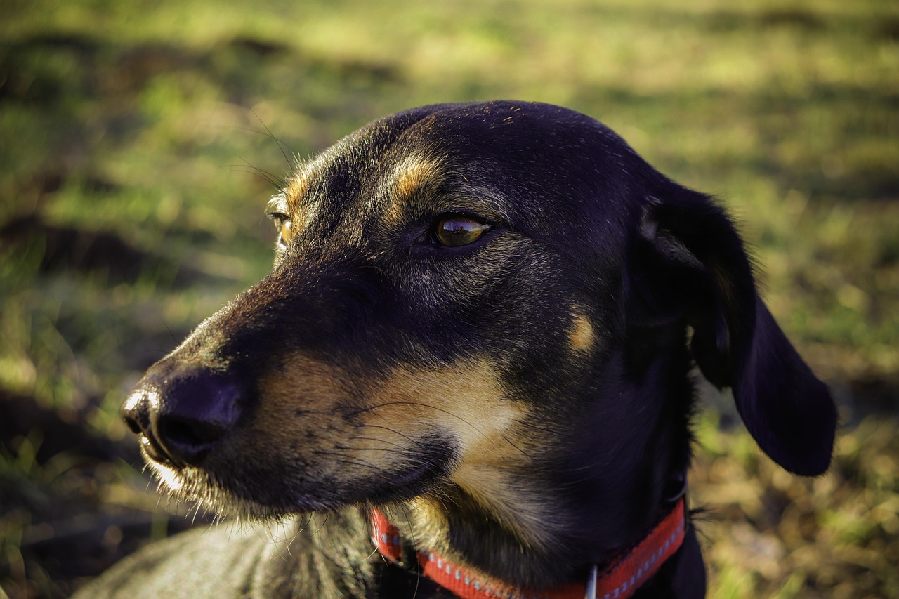 五月热门犬种概览，最新潮流之选
